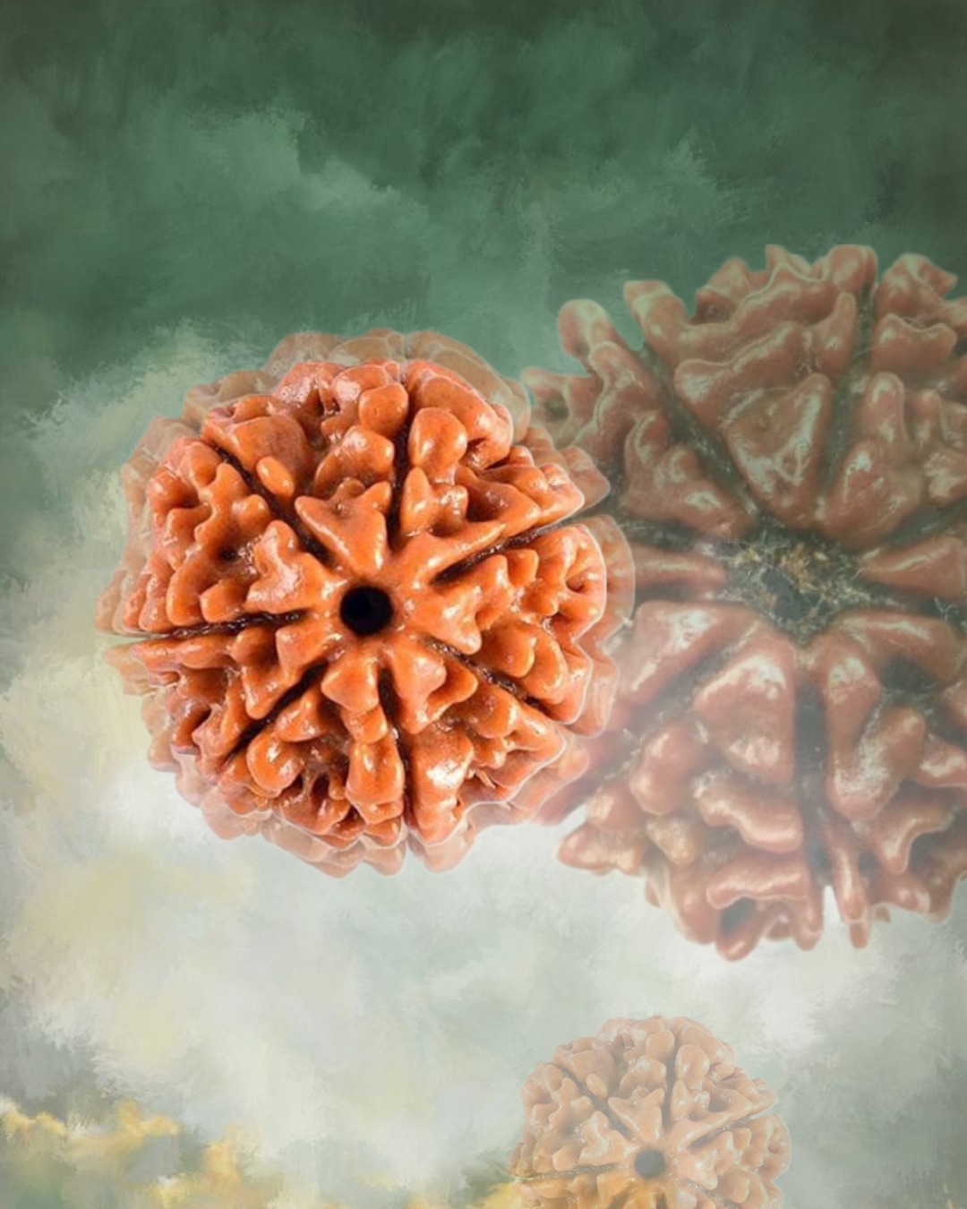 Rudraksha